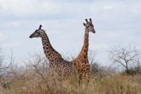 332 Maasaigiraffen &ndash; &copy; Susanne Schirmann (Eberhardt TRAVEL)