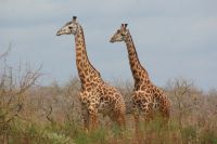 333 Maasaigiraffen &ndash; &copy; Susanne Schirmann (Eberhardt TRAVEL)