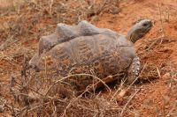 334 Leopardenschildkröte &ndash; &copy; Susanne Schirmann (Eberhardt TRAVEL)