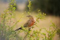 335 Kuckuck &ndash; &copy; Susanne Schirmann (Eberhardt TRAVEL)