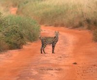 356 Serval &ndash; &copy; Susanne Schirmann (Eberhardt TRAVEL)