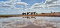 369 Zebras am Wasserloch &ndash; &copy; Susanne Schirmann (Eberhardt TRAVEL)