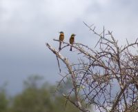 376 Bienenfresser.ARW &ndash; &copy; Susanne Schirmann (Eberhardt TRAVEL)