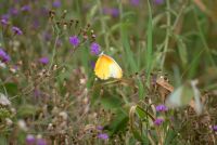 377 Schmetterling.ARW &ndash; &copy; Susanne Schirmann (Eberhardt TRAVEL)