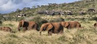 385 Elefanten vor unserem Camp &ndash; &copy; Susanne Schirmann (Eberhardt TRAVEL)