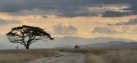 05 Pirschfahrt Amboseli &ndash; &copy; Susanne Schirmann (Eberhardt TRAVEL)