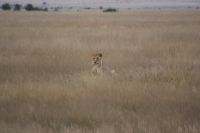 10 Löwin in der Steppe &ndash; &copy; Susanne Schirmann (Eberhardt TRAVEL)