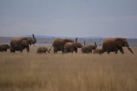 12 Elefantenwanderung &ndash; &copy; Susanne Schirmann (Eberhardt TRAVEL)