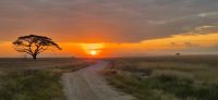 17 Akazie beim Sonnenuntergang