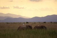 18 Elefanten &ndash; &copy; Susanne Schirmann (Eberhardt TRAVEL)