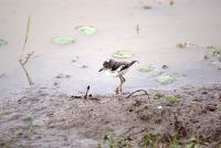 23 Regenpfeifer &ndash; &copy; Susanne Schirmann (Eberhardt TRAVEL)