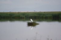 28 Amboseli &ndash; &copy; Susanne Schirmann (Eberhardt TRAVEL)