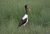 30 Sattelstorch &ndash; &copy; Susanne Schirmann (Eberhardt TRAVEL)
