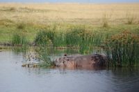 35 Hippos &ndash; &copy; Susanne Schirmann (Eberhardt TRAVEL)