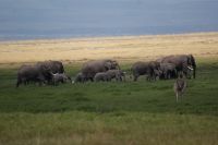36 Elefanten in Amboseli &ndash; &copy; Susanne Schirmann (Eberhardt TRAVEL)
