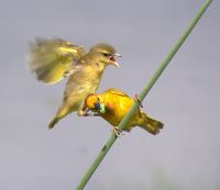 39 Webervögel &ndash; &copy; Susanne Schirmann (Eberhardt TRAVEL)