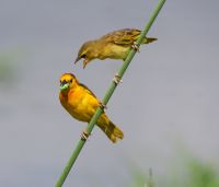 40 Webervögel &ndash; &copy; Susanne Schirmann (Eberhardt TRAVEL)