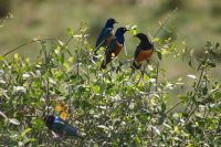 45 Glanzstare &ndash; &copy; Susanne Schirmann (Eberhardt TRAVEL)