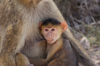 46 Pavianjungtier &ndash; &copy; Susanne Schirmann (Eberhardt TRAVEL)