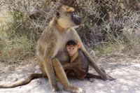 47 Baboons &ndash; &copy; Susanne Schirmann (Eberhardt TRAVEL)