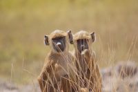 48 Baboons &ndash; &copy; Susanne Schirmann (Eberhardt TRAVEL)