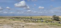 53 Gnus in Amboseli &ndash; &copy; Susanne Schirmann (Eberhardt TRAVEL)