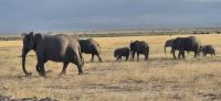58 Elefanten am Fuße des Kilimandscharos &ndash; &copy; Susanne Schirmann (Eberhardt TRAVEL)