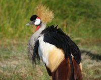 59 Kronenkranich &ndash; &copy; Susanne Schirmann (Eberhardt TRAVEL)