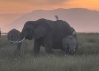 60 Sonnenuntergang mit Elefanten &ndash; &copy; Susanne Schirmann (Eberhardt TRAVEL)