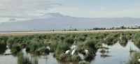 62 Blick auf Kilimandscharo &ndash; &copy; Susanne Schirmann (Eberhardt TRAVEL)