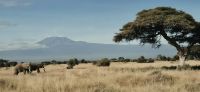 68 Blick auf Kilimandscharo &ndash; &copy; Susanne Schirmann (Eberhardt TRAVEL)