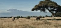 69 Elefanten am Kilimandscharo &ndash; &copy; Susanne Schirmann (Eberhardt TRAVEL)