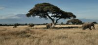 70 Blick auf Kilimandscharo &ndash; &copy; Susanne Schirmann (Eberhardt TRAVEL)