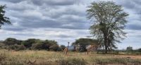 75 Maasai Giraffen &ndash; &copy; Susanne Schirmann (Eberhardt TRAVEL)