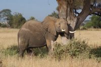 79 wenn das Ohr juckt &ndash; &copy; Susanne Schirmann (Eberhardt TRAVEL)