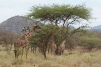 80 Maasai Giraffen &ndash; &copy; Susanne Schirmann (Eberhardt TRAVEL)