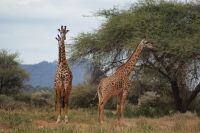 81 Maasai Giraffen in Tsavo West &ndash; &copy; Susanne Schirmann (Eberhardt TRAVEL)