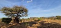90 Termitenhügel &ndash; &copy; Susanne Schirmann (Eberhardt TRAVEL)