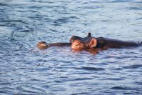 97 Hippos ganz nah