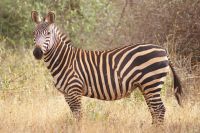 101 Zebras in Tsavo West &ndash; &copy; Susanne Schirmann (Eberhardt TRAVEL)