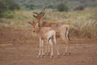 103 Kuhantilopen &ndash; &copy; Susanne Schirmann (Eberhardt TRAVEL)