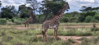 107 Maasaigiraffen in Tsavo West &ndash; &copy; Susanne Schirmann (Eberhardt TRAVEL)
