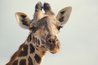113 Giraffenbulle &ndash; &copy; Susanne Schirmann (Eberhardt TRAVEL)