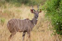 114 Kudu &ndash; &copy; Susanne Schirmann (Eberhardt TRAVEL)