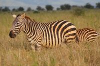 168 rote Zebras im Lumo Schutzgebiet &ndash; &copy; Susanne Schirmann (Eberhardt TRAVEL)