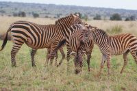 170 rote Zebras im Lumo Schutzgebiet &ndash; &copy; Susanne Schirmann (Eberhardt TRAVEL)