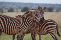174 rote Zebras &ndash; &copy; Susanne Schirmann (Eberhardt TRAVEL)
