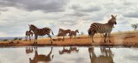 193 Blick aus dem Foto Hide auf das Wasserloch &ndash; &copy; Susanne Schirmann (Eberhardt TRAVEL)