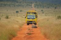 194 Straußenhenne auf dem Weg &ndash; &copy; Susanne Schirmann (Eberhardt TRAVEL)