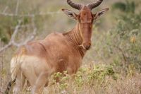 197 Kuhantilope &ndash; &copy; Susanne Schirmann (Eberhardt TRAVEL)